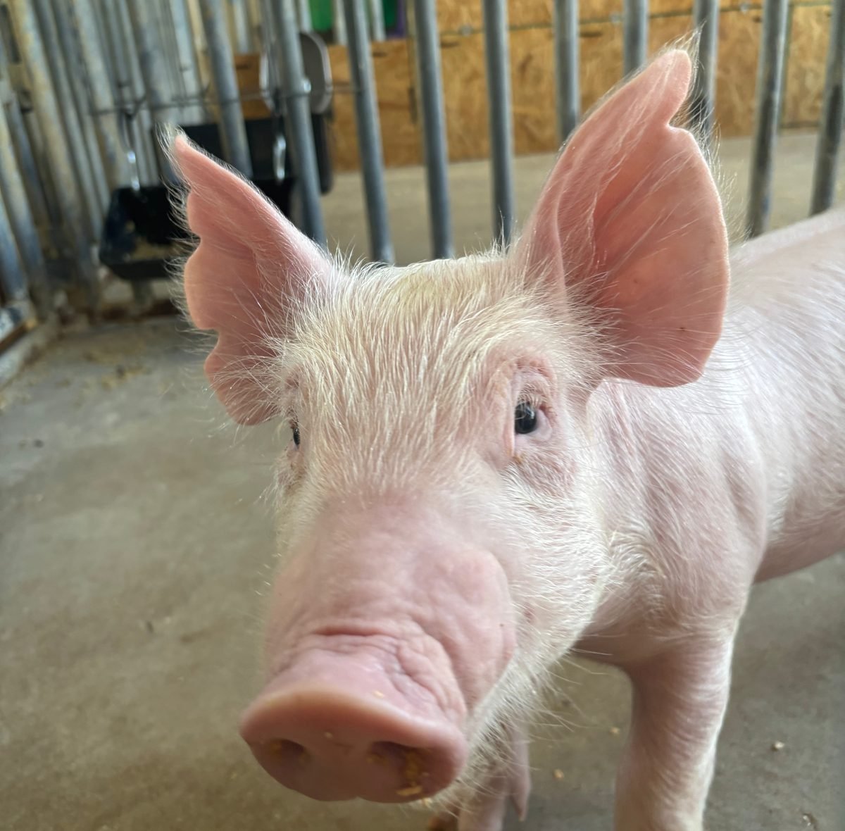 A curious piglet with ears perked up